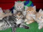 Main Coon Baby s suchen neuen Schmussekreis